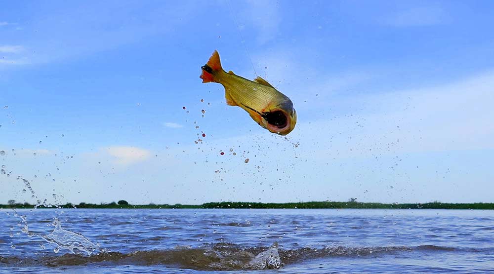 a golden dorado jumping out of the waters of the parana river