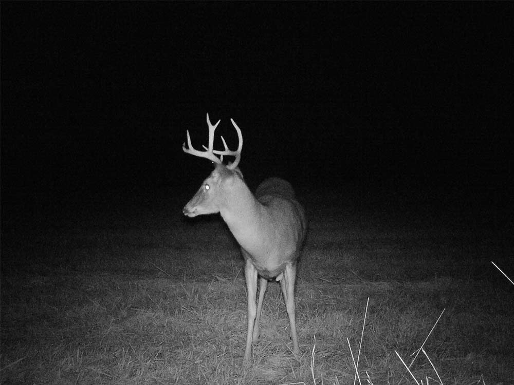 young whitetail Bucktucky trail cam