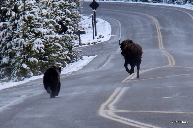bison runs down highway followed by bear