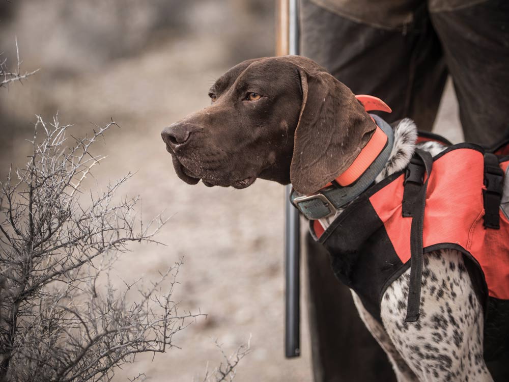 german shorthaired pointer dog in hunting vest