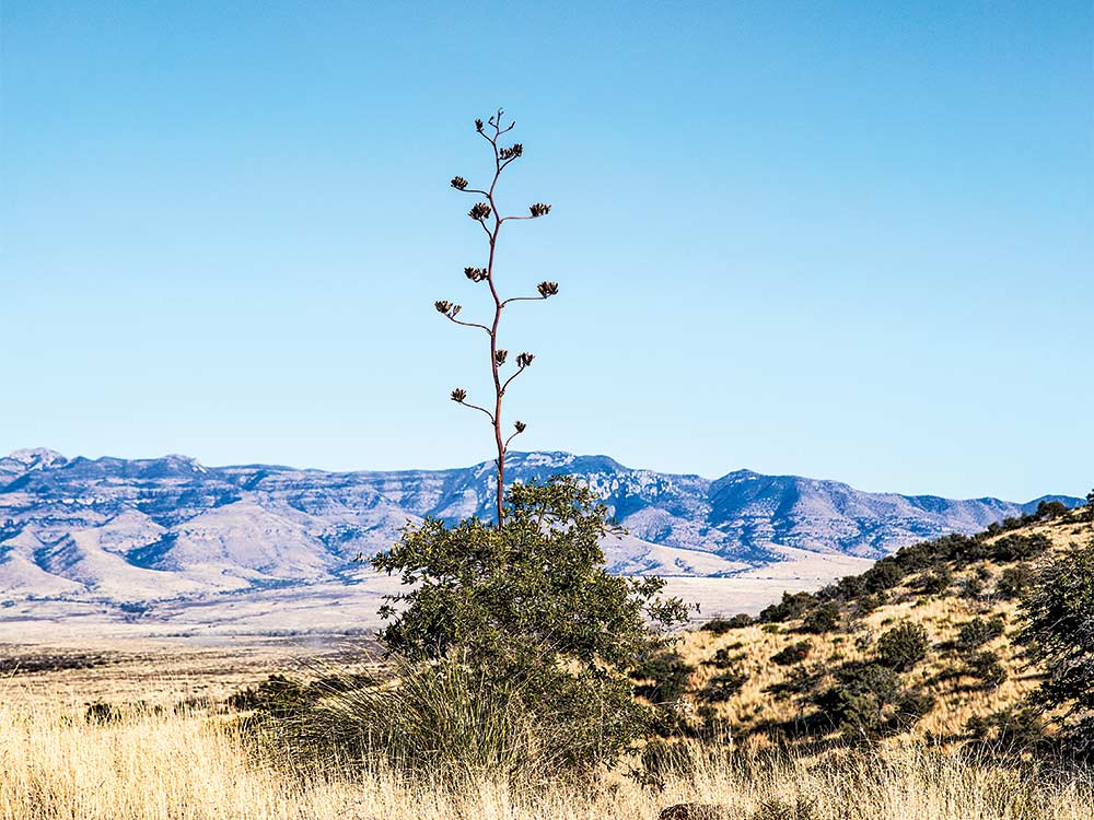 standalone tree in new mexico