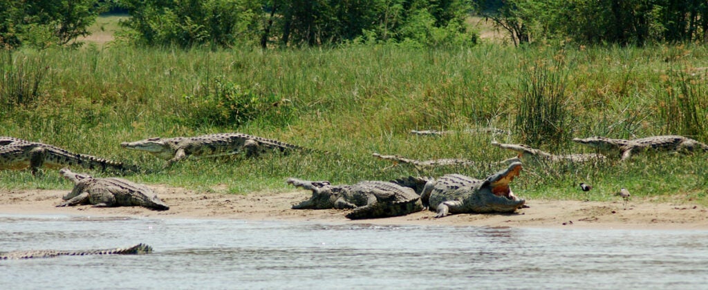 Crocodiles lounging on river bank