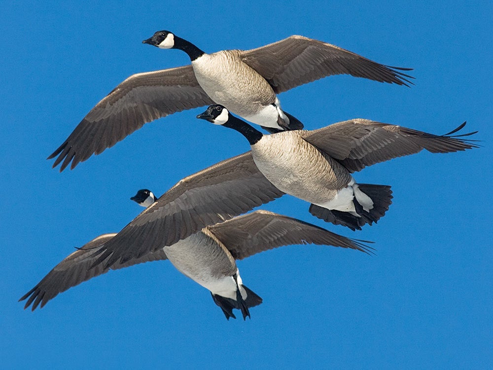 three canada geese flying