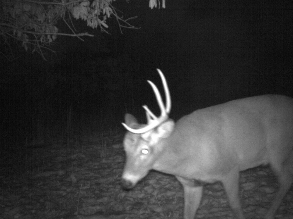 10-point buck sheds antlers