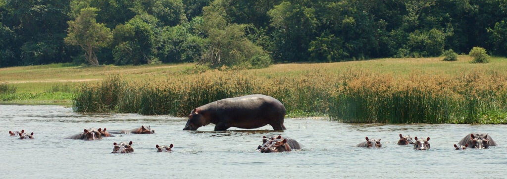Hippo Nile River