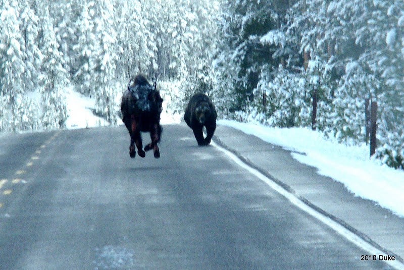 F&S Classics: Grizzly Bear Chases Down a Bison on a Road in Yellowstone Park