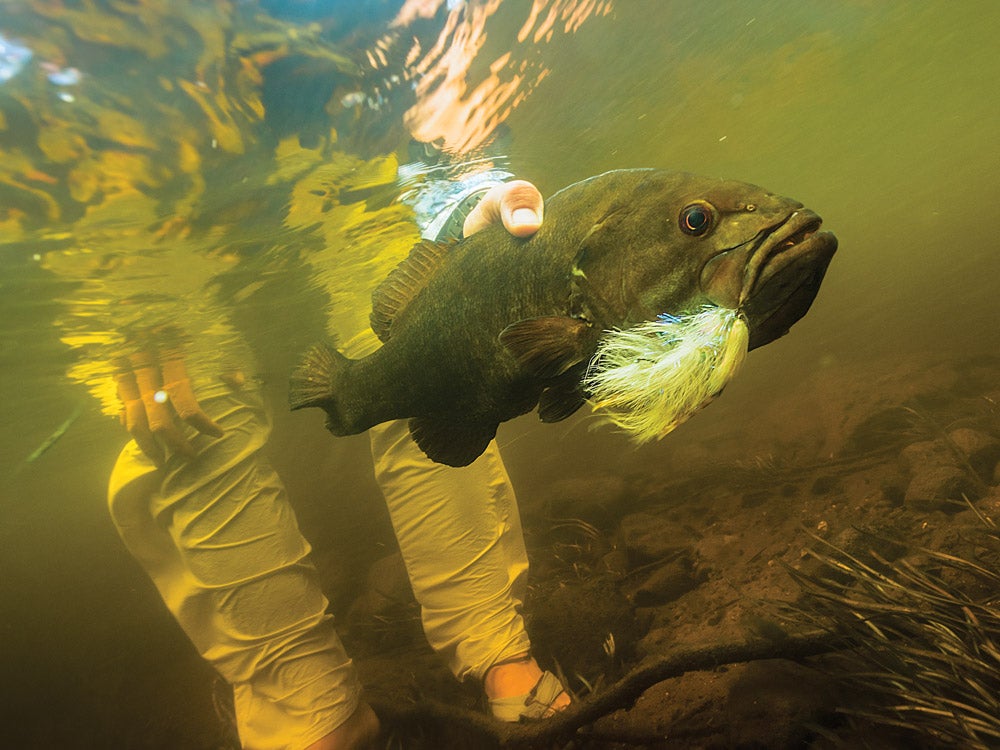 Upsize your streamers to entice giant smallies while steering clear of attacks from little fish