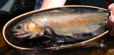 close up image of rainbow trout
