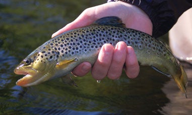 trout in a man's hand
