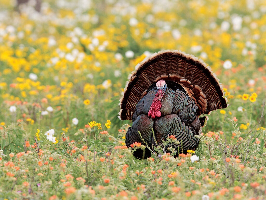 open-field turkey hunting