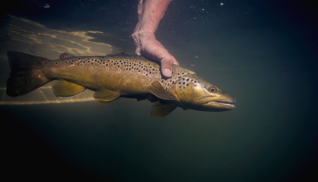 brown trout fishing