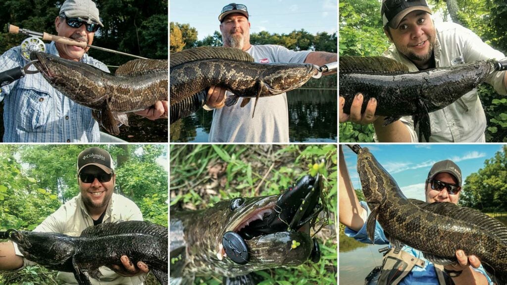 a collage of snakehead