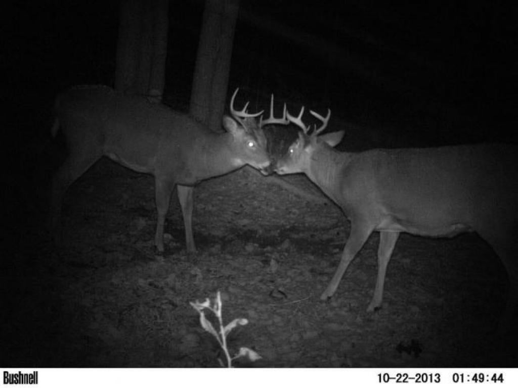 two bucks on trail camera