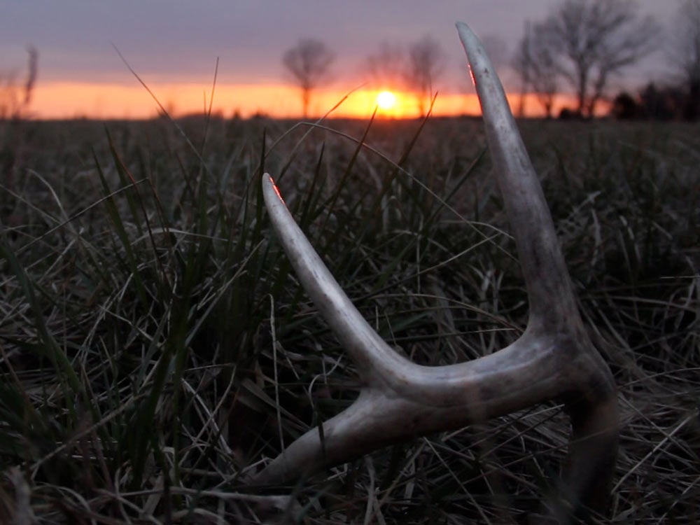 photo showing that antlers are easier to spot at dawn and dusk