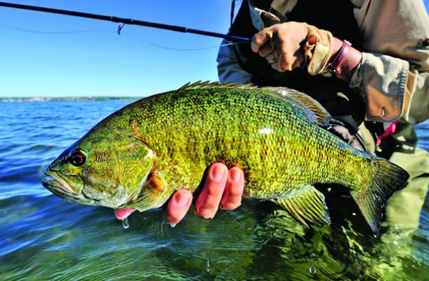 Giant summer smallmouth action.