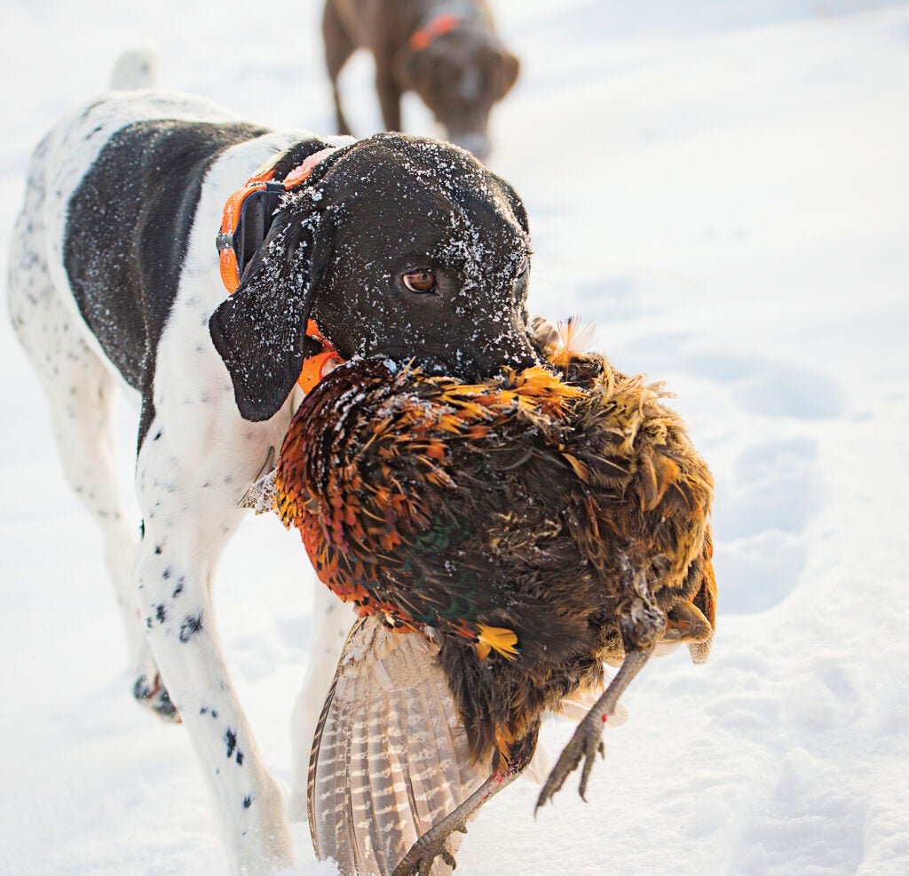 pheasant hunting dog