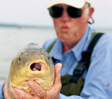 A common carp shows off its toothless gums.