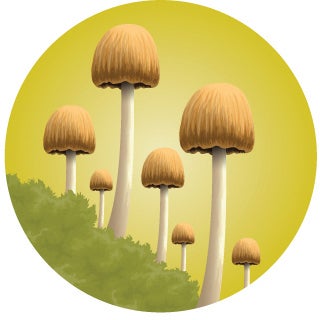 whitetail food alternative mushroom