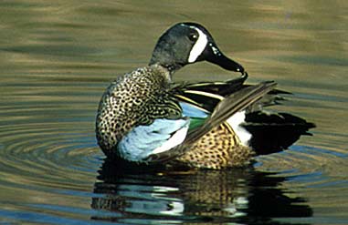 Duck Hunting Forecast: 2006