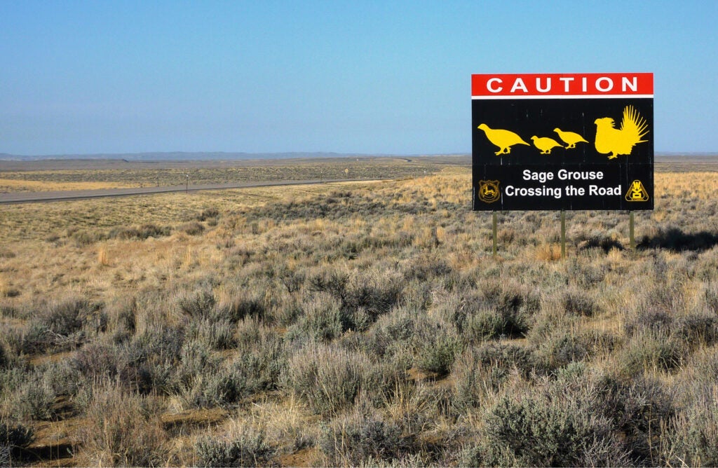 sage grouse crossing
