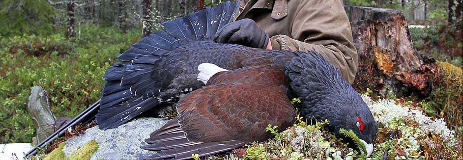 capercaillie russia hunt