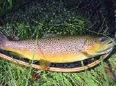 A fat brown trout well worth the miles of floating.