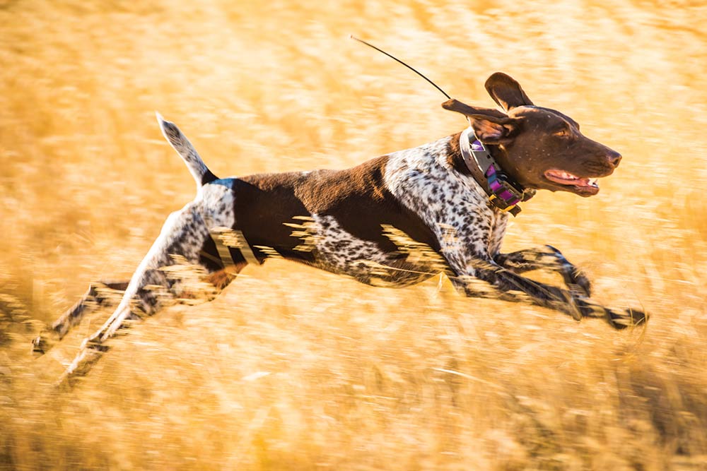 hunting dog running through a field