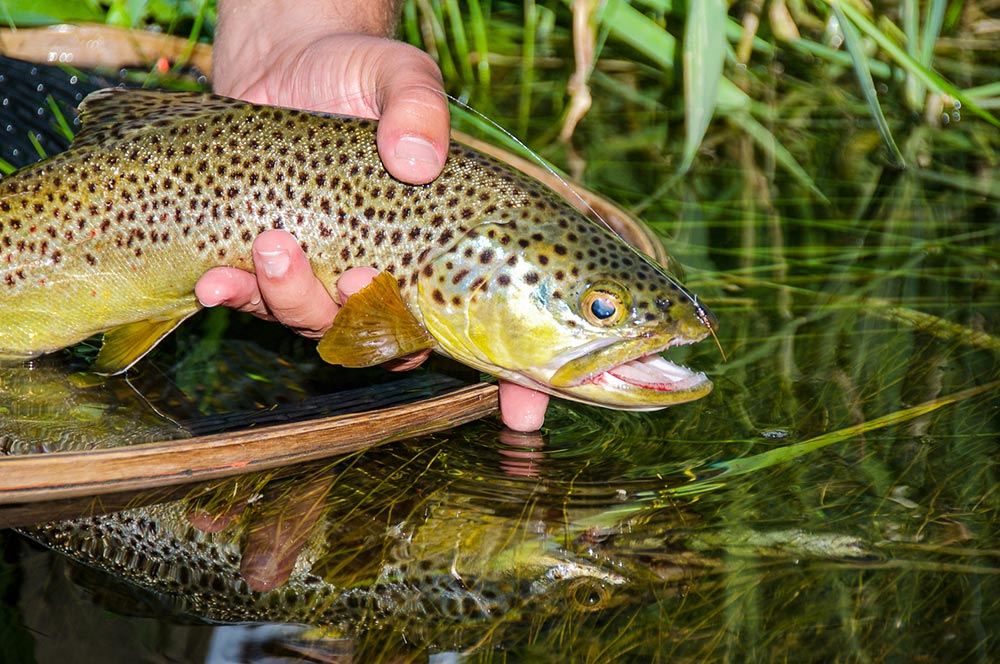 Trout Fly Rod Buying Guide $80-$325