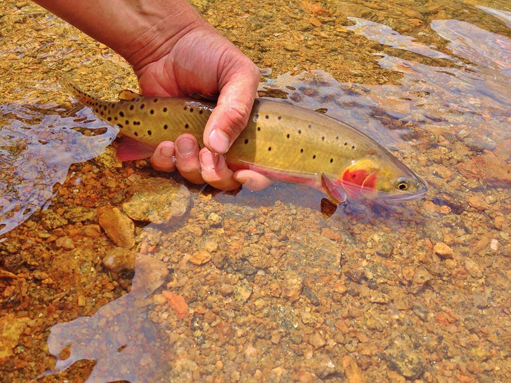 cutthroat trout in a stream at Arapahoe-Roosevelt National Forest