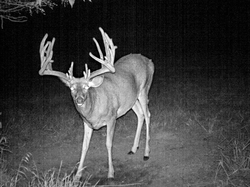 trail cam of 208-inch buck