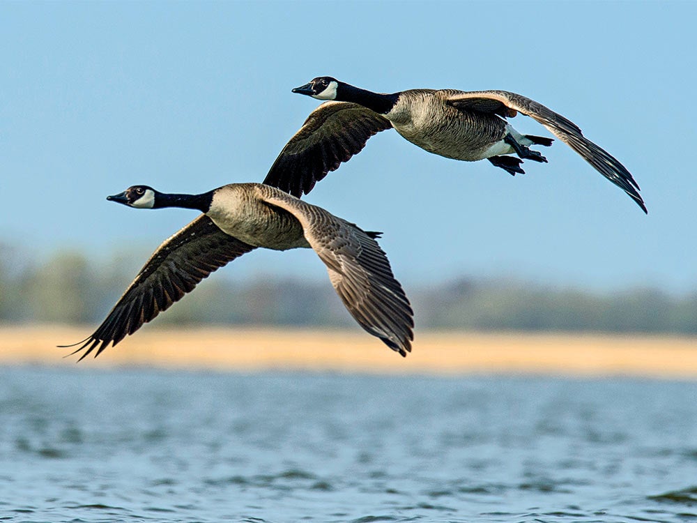 canada geese hunting