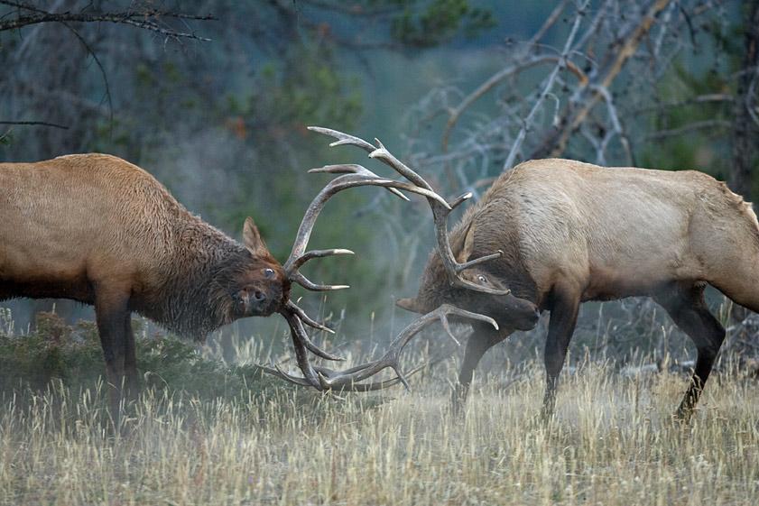 elk hunting spots