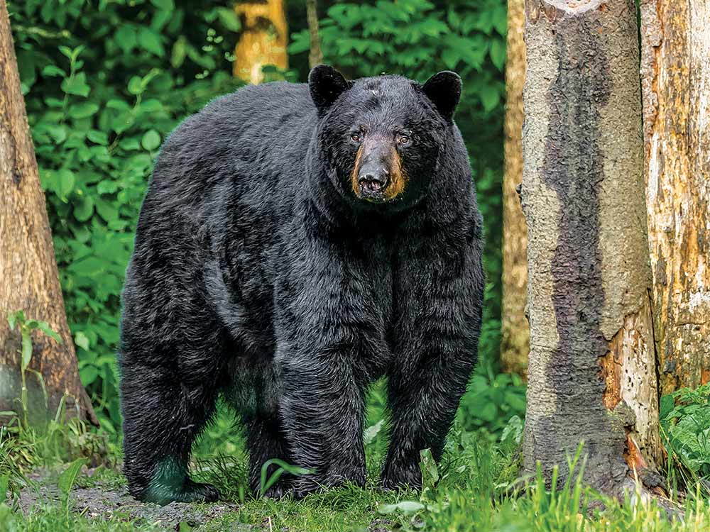 big bruin bear in the woods