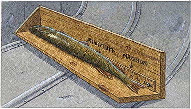 Measure Slot Fish
