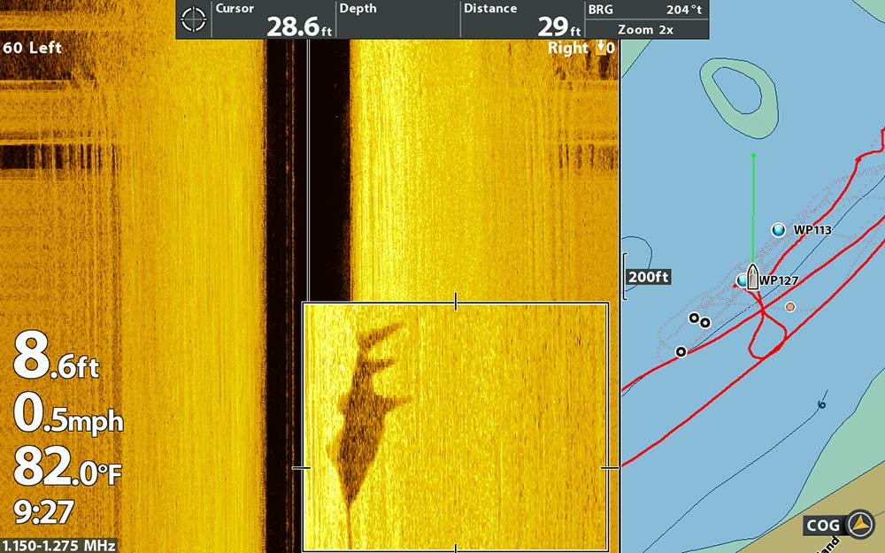 sawfish on sonar scan