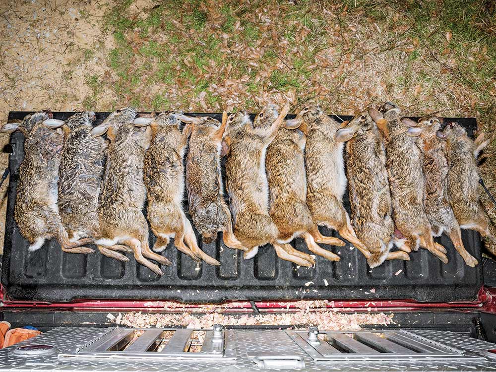 rabbits on a truck tailgate