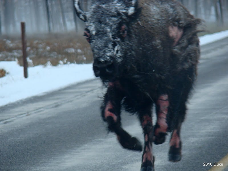 Bison runs with wounded legs and torso