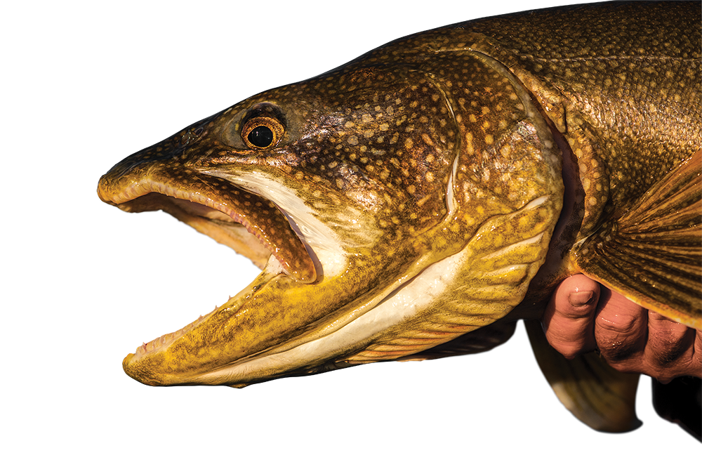 lake trout fishing, lake trout from shore, wade for lake trout, spring lake trout tactics,