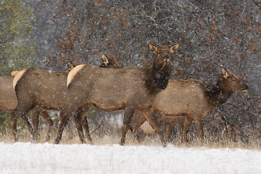 A herd of elk pushes on through a snow squall.