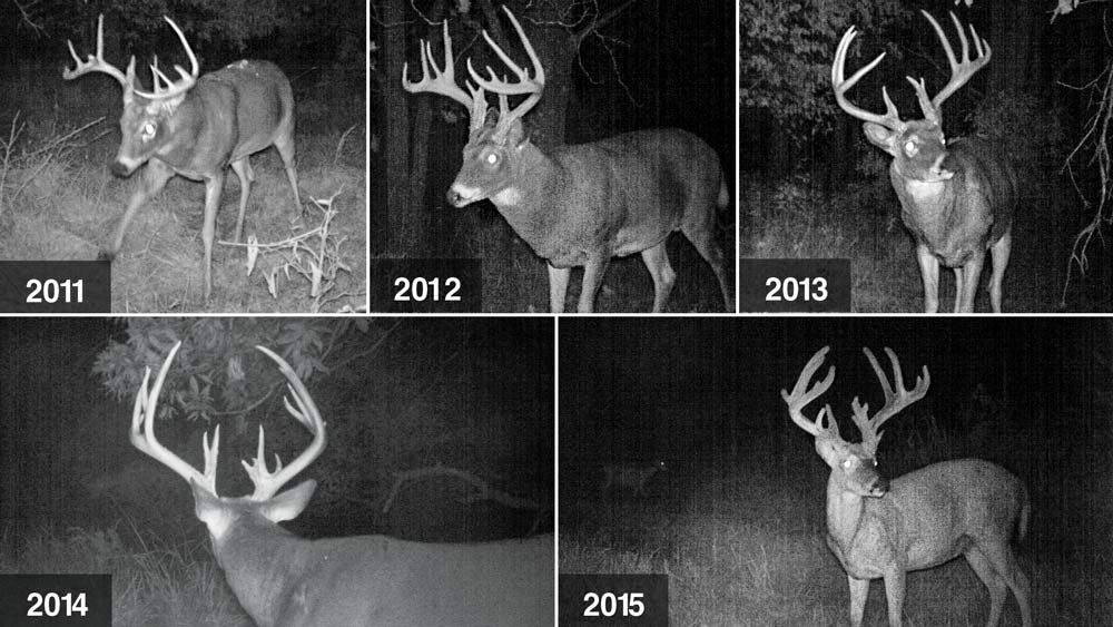 trail cam footage of a buck through the years