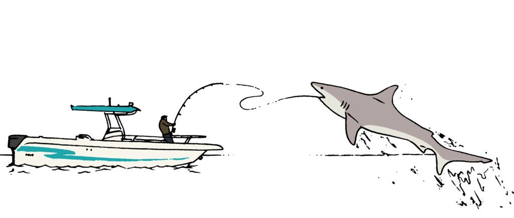 shark guide