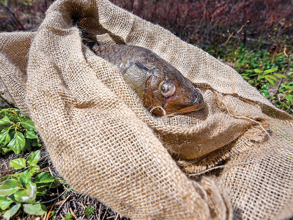 a carp fish in a brown burlap sack