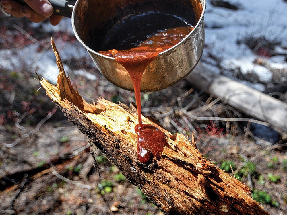 pouring sweet, sticky syrup on a tree