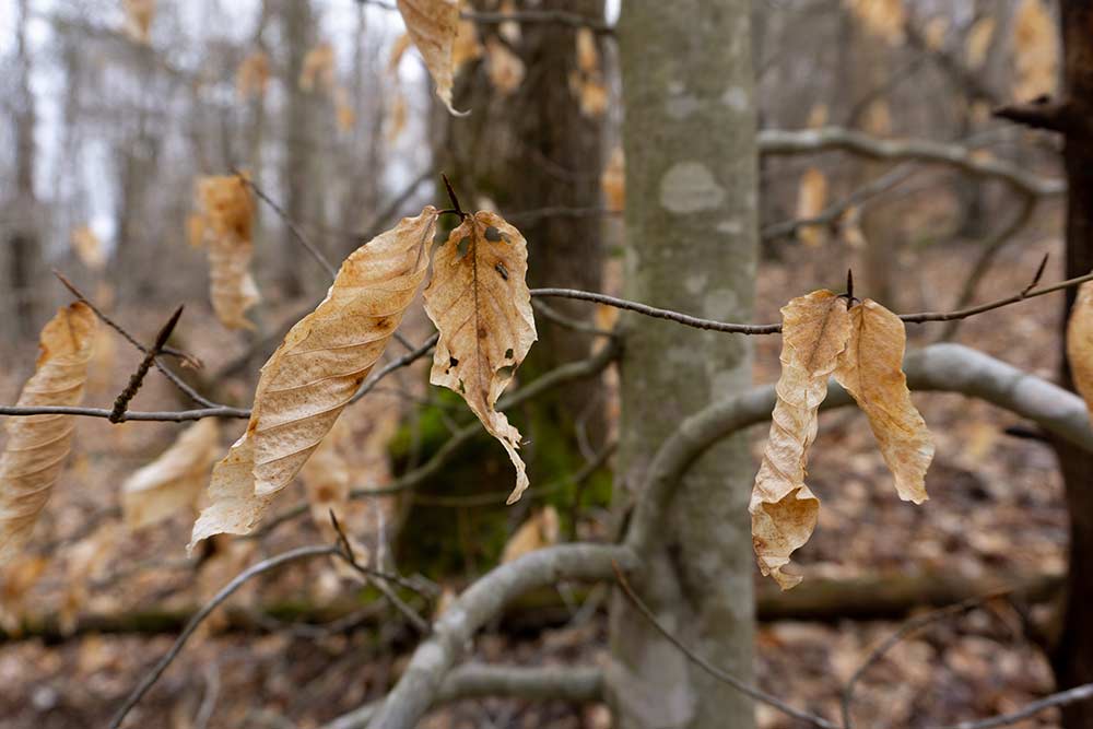 dry leaf hanging from a tree