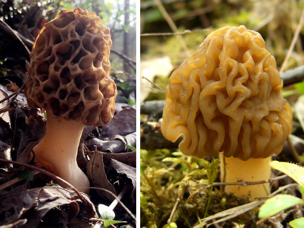 real morel side by side with a fake morel