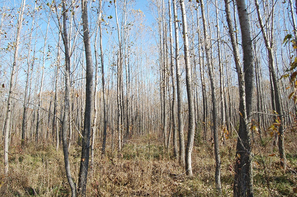a grove of poplar trees