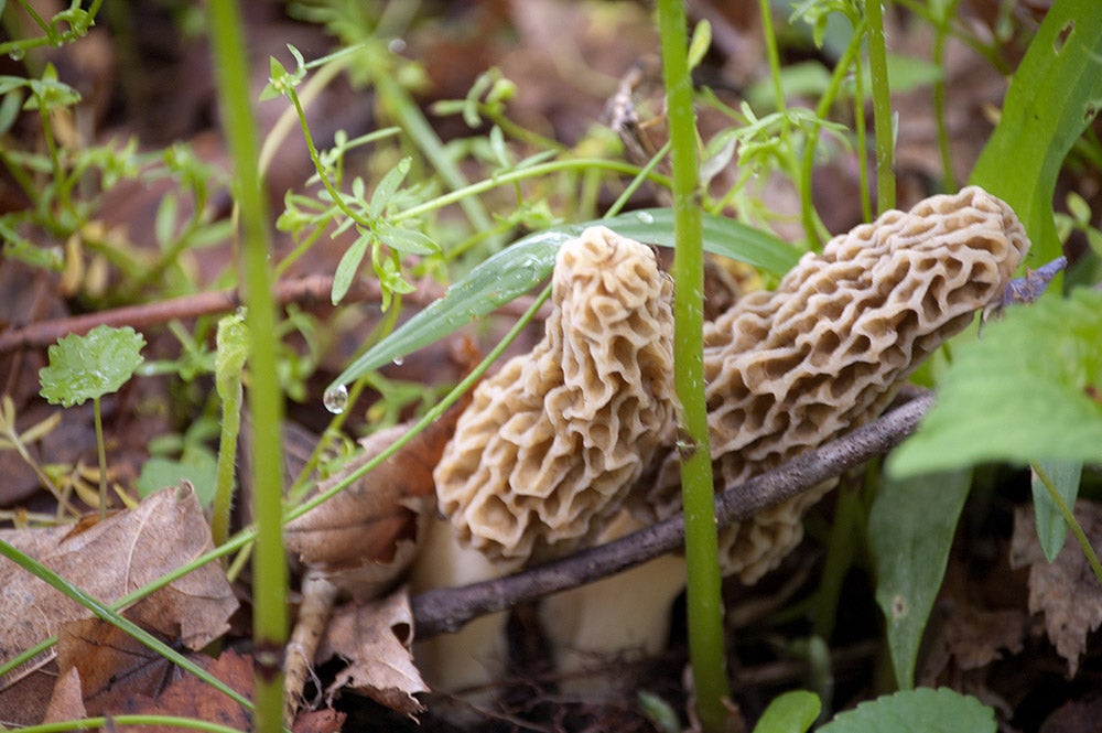 morel mushrooms in the grass