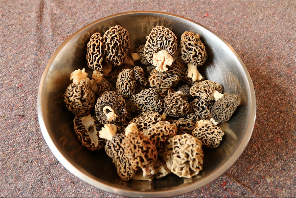 morel mushrooms in a bowl