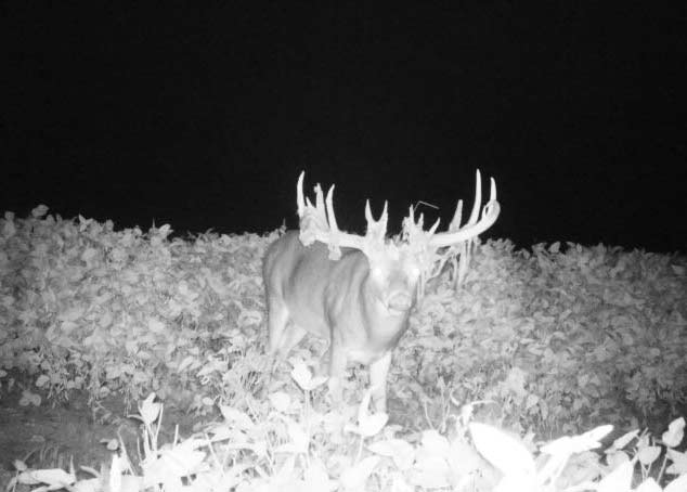 black and white photo of a whitetail deer at night caught on trail cam