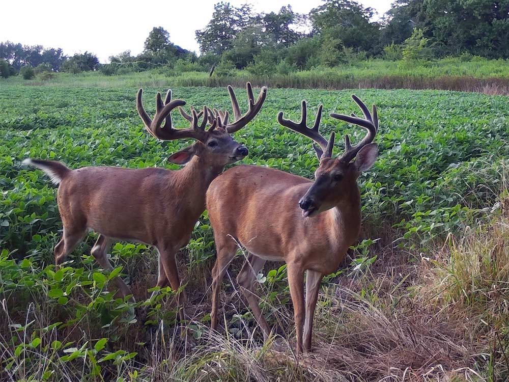two whitetail deer on the edge of a foot plot